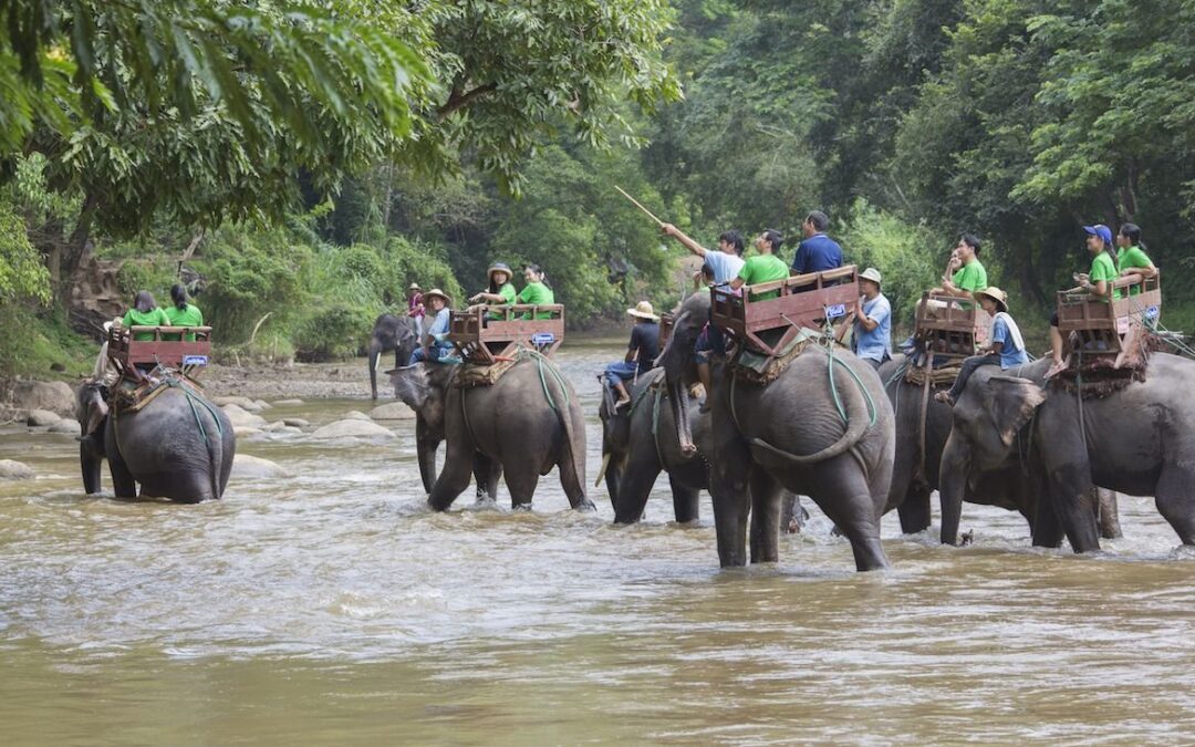 Elephants transportant touristes pendant la mousson