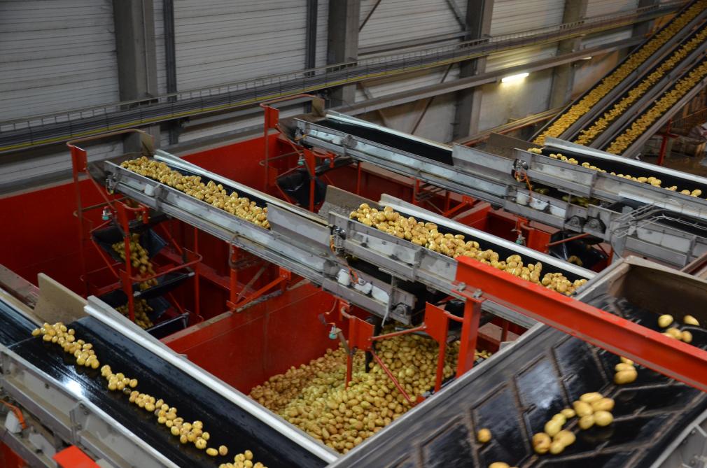 La révolution de la pomme de terre en Europe : au cœur de l’industrie agroalimentaire