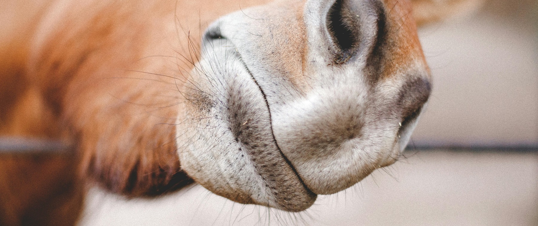 se connecter au cheval